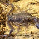 Rhopalurus pintoi instar VI