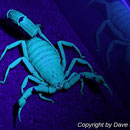 Parabuthus villosus black morph