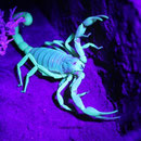 Hadrurus arizonensis