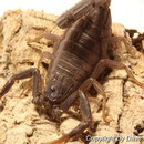 Rhopalurus pintoi instar V