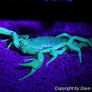 Hadrurus arizonensis