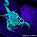 Hadrurus arizonensis