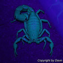 Parabuthus villosus black morph