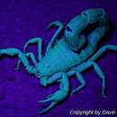 Parabuthus villosus black morph