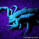 Parabuthus villosus black morph