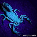 Parabuthus villosus black morph