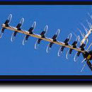 TV aerials satellite, Trevange