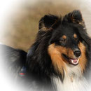 Freaky Friday of Summergarden "Cooper" 1 year old