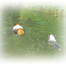 Twain und Choice schwimmen um die Wette nach dem Stöckchen