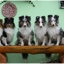 Venja, Shmoo, Kiwi, Nash, Flair, Shawnee