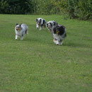Choice, Promise, Ariel and Chester