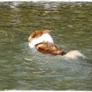Venja schwimmt ans andere Ufer