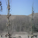 Terril