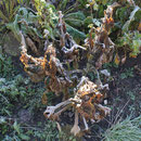 Yacon Frost