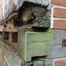 Schwelle Nordseite, Kopf zerstört (© Foto: Zimmerei Gadow+Rose)