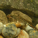 Italian Newt (Lissotriton italicus)