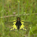 Owlfly (Ascalaphus libelluloides)