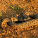 Ottoman Viper (Montivipera xanthina)