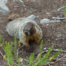 Yellow-bellied Marmot (Marmota flaviventris)