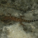 Turkish Gecko (Hemidactylus turcicus)