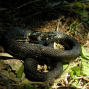 Milos Grass Snake (Natrix natrix schweizeri)