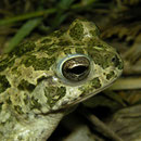 African Green Toad (Bufotes boulengeri siculus) 