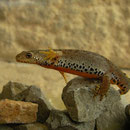 Alpenwatersalamander (Ichthyosaura alpestris cyreni) vrouwtje