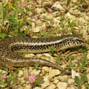 Ocellated Skink (Chalcides ocellatus)