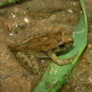 Painted Frog (Discoglossus pictus) juvenile