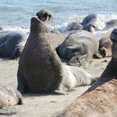 Northern Elephant Seals (Mirounga angustirostris)
