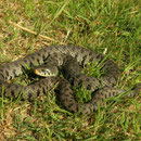 Grass Snake (Natrix natrix sicula)