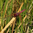 Purperlibel (Trithemis annulata) 