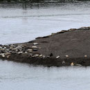 Seals resting at sandbank.
