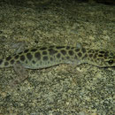 Granite Night Lizard (Xantusia henshawi)