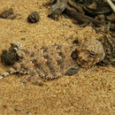 Coastal Horned Lizard (Phrynosoma blainvillii) juvenile