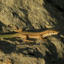 Kreta muurhagedis (Podarcis cretensis)