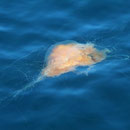 Egg-yolk Jellyfish (Phacellophora camtschatica)