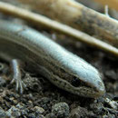 Slangenoogskink (Ablepharus kitaibelii)