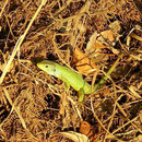 Reuzensmaragdhagedis (Lacerta trilineata)