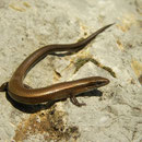 Snake-eyed Skink (Ablepharus kitaibelii)