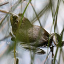 Calling adult American Bullfrog (Lithobates catesbeianus)