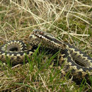 Adder (Vipera berus) mannetje