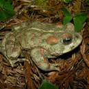 Western Toad (Anaxyrus boreas)