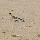 Greater Roadrunner (Geococcyx californianus)