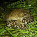 Groene padden (Bufo viridis) amplex