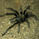 Californian Black Tarantula (Aphonopelma reversum)