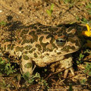 Groene pad (Bufo viridis)