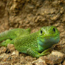 Eastern Green Lizard (Lacerta viridis)