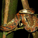 giant earth snake (Atractus major)