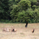 Roosevelt Elk